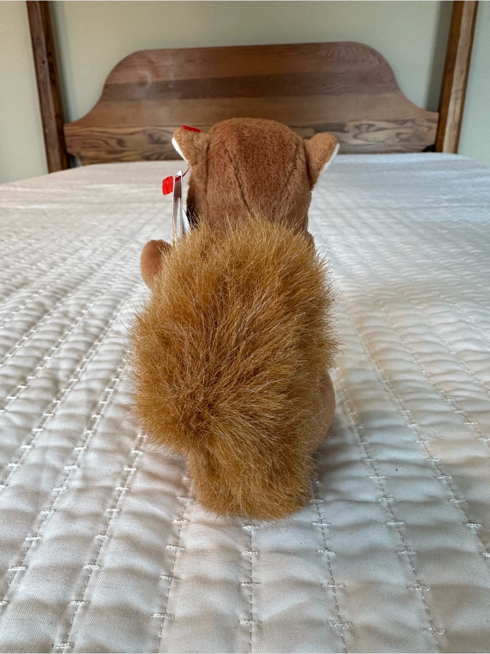 Nuts the Squirrel Beanie Baby - Picture 4 of 8